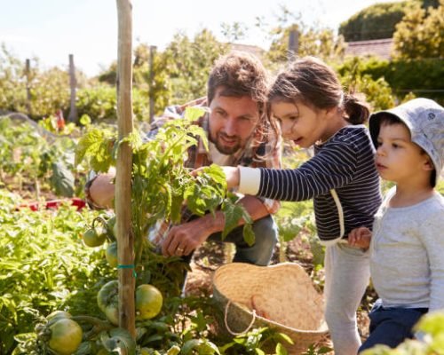 Father And Children Looking At Tomatoes Growing On Allotment