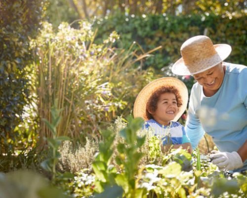 African descent grandmother and grandchild gardening in outdoor vegetable garden in spring or summer season. Cute little boy enjoys planting new flowers and vegetable plants.