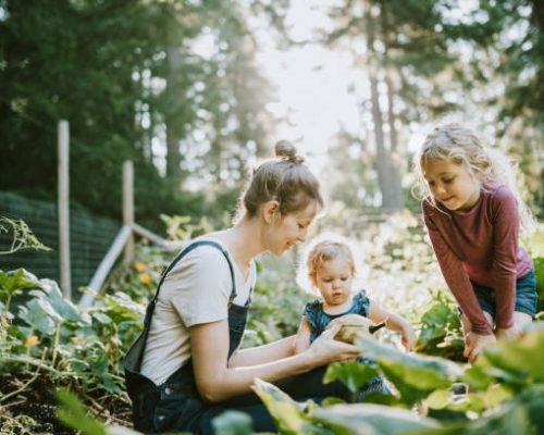 A mother and her children pick fresh squash from their garden on a warm late summer morning at their home.  Shot in Washington state.